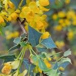 Berberis fremontii Flower