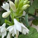Ornithogalum candicans Flor