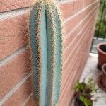 Pilosocereus pachycladus Azala