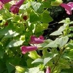 Lophospermum erubescens 整株植物
