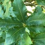 Quercus pontica Blatt