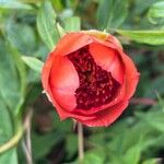 Paeonia delavayi Квітка