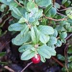 Vaccinium vitis-idaea Плод