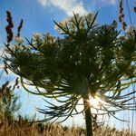 Daucus muricatus പുഷ്പം