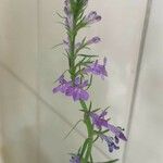 Lobelia urens फूल