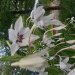 Gladiolus murielae Flor