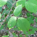 Rubus nigricans Sonstige