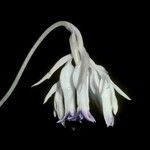 Burmannia longifolia 花