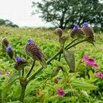 Anchusa officinalis花