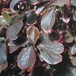 Acalypha wilkesiana List