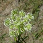 Seseli annuum Blüte