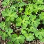 Geranium oreganumLeaf