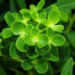 Euphorbia illirica Leaf