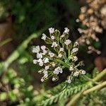 Achillea millefolium Цвят