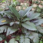 Spathiphyllum wallisii Habit