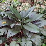 Spathiphyllum wallisii Buveinė