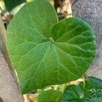 Pergularia daemia Leaf
