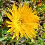 Lampranthus glaucoides Floare