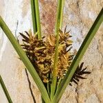 Cyperus esculentus Λουλούδι