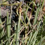 Erigeron linearis Hábito