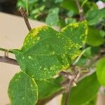 Bougainvillea glabraBlad