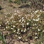 Cistus umbellatus Plante entière