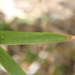 Bambusa multiplex ഇല