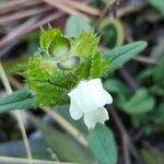 Prunella laciniata Fula