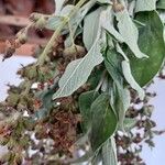 Salvia fruticosa Leaf