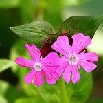 Silene pendula Lorea