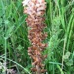 Orobanche elatior Žiedas