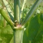 Alisma triviale Corteza