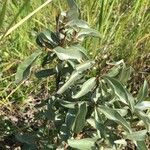 Elaeagnus commutata Frunză