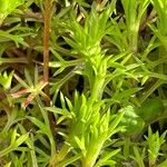 Saxifraga hypnoides Likasa