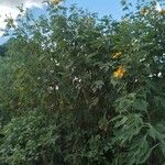 Tithonia diversifolia Ліст