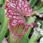 Sarracenia leucophylla 葉