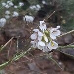 Erucastrum nasturtiifolium Квітка