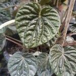 Peperomia caperata Leaf