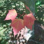 Acer capillipes List