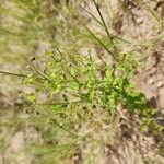 Trichostema dichotomum Hoja