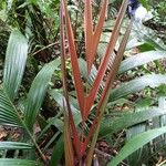 Calyptrogyne trichostachys Hoja