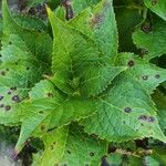 Hydrangea macrophyllaЛіст