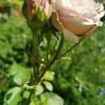 Rosa sempervirens Цвят