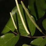 Piper tuberculatum Vrucht