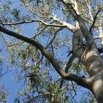 Eucalyptus tereticornis Blatt