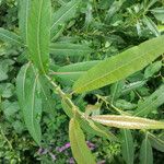 Salix eriocephala Leaf