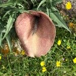 Helicodiceros muscivorus Floro