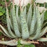 Aloe gariepensis Leaf