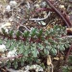 Pedicularis rostratocapitataFolla