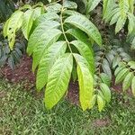 Lagerstroemia speciosaYaprak